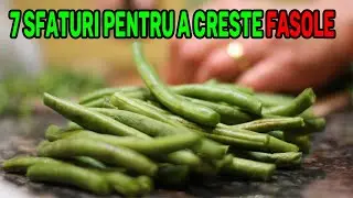 7 SECRETE PENTRU DUBLAREA PRODUCTIEI DE FASOLE | INVATA CUM SA CULTIVI FASOLEA