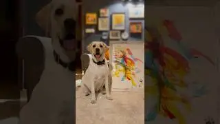 Dog Art by Dali #painting #dog #art #labrador #watercolor #instareels #abstractart #dogart