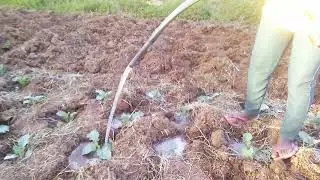 WATERING Kales (sukumawiki)