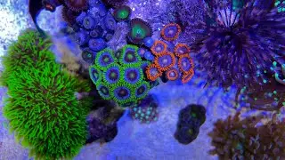 Coral Feeding in Nano Reef Tank (No Skimmer)