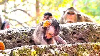 God Help! Watch, This Little Cute Tiny Baby Monkey got dee!ply Hurt, What's wrong on hand like that.