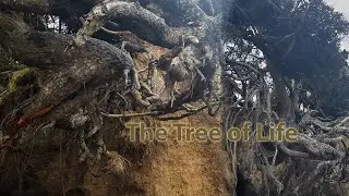 Tree of Life in Olympic Peninsula | Olympic National Park & Forest | Washington State