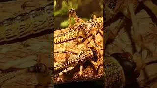 Phylum Insectivora #beats #remix #shortvideo #viral #science #trending  #trendingshorts #phonk