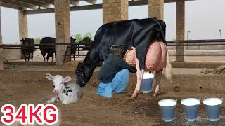 Jersey cow for sale | jersey Friesian cross cow | jersey cross cow | pure jersey cow |29 January2026