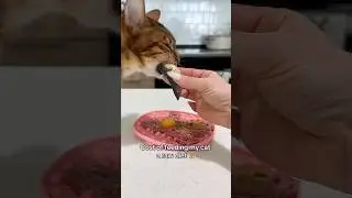 Cost of feeding my cat a raw diet 💰#asmr #catnutrition #rawdiet #mukbang #bengal #catfood