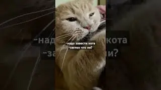 Опасный кот! #мяу #meowmischief #котик #catfunny #cat #meowmemes #котики #mistimeow #кот #funny
