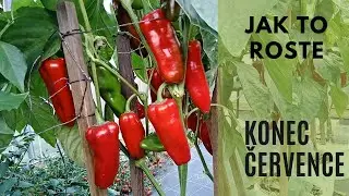 Jak to roste, konec července