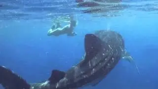 LOVE BUBBLE SOCIAL DIVING - Perdincibacco -