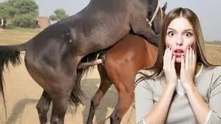 Beautiful horse power || Horse videos 🐎