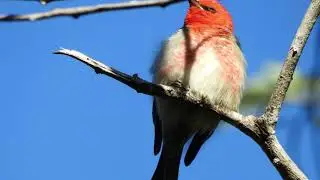 red bird face
