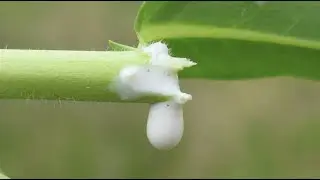 Botanical Features of Soma - Attempts to Identify the Soma Plant Part 2 | On Paradise Earth