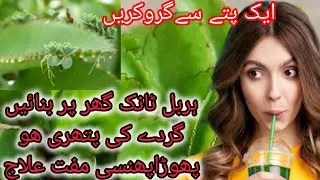 Herbal Plant Pattarchat |KidneyStone Removal Remedy |Easy ToGrow Plant For Beginners