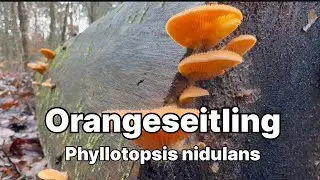 Orangeseitling - Pilze unter der Lupe
