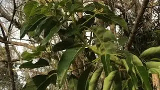 Got a new avocado tree, importance of avocados as a vegan fat source