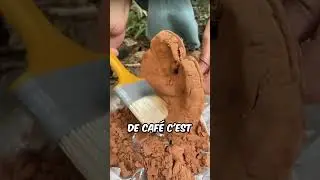 Le champignon Reishi Le champignon de l'immortalit&eacute;