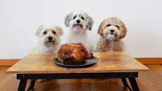 My Dog Reviews Food With Friends | Mukbang
