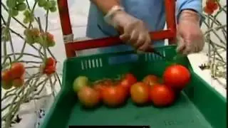 Endivie und tomaten importeur gro&szlig;h&auml;ndler lieferanten exporteur