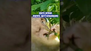 Kedondong: Buah Tropis Identik dengan Penderita Batuk? | The Surprising Benefits of Ambarella Fruit