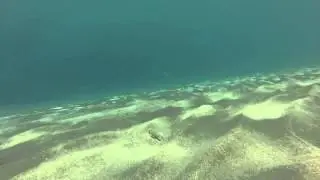 Dactylopterus volitans?