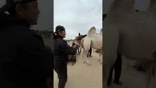 Бадма адидас😂