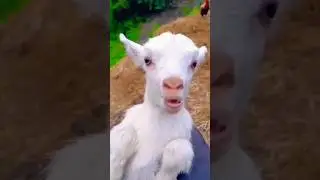 Funny Goat Communication Fail: Watch My Attempt to Speak with a Goat speak for yourself
