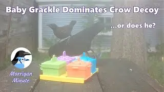 Grackle Fledgling vs Crow Decoy - Morrigan Minute