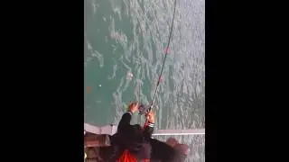 Mancing di sendang biru V008(GT 5 kg)