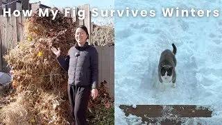 Winterizing Figs and Acidifying Soil for Blueberries