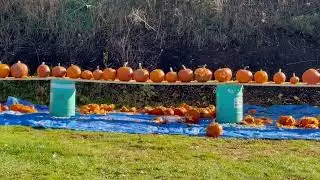 pumpkins 2025