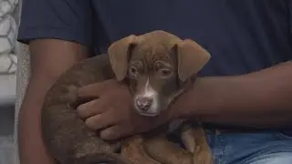 Louisiana SPCA: Plaquemines Shelter Temporarily Closed &mdash; How You Can Help