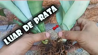 Como fazer MUDAS da Dracena LUAR de PRATA / Sansevieria Monshine / Espada São Jorge Prateada.