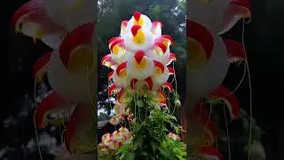 The Call of Nature Magical Plants