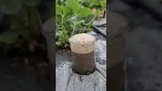 C&oacute;mo saber si el pH del suelo es &aacute;cido o alcalino #plantas #jardin #agricultura