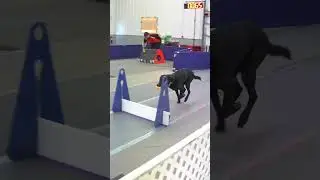 Puppy give life changing advice