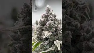 Cactus Genetics checking out some Cactus Genetics at Woody Nelson