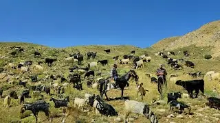 Iranian Nomadic Life | Adventure in the Zagros Mountains | Traditional Herding, Milking Goats