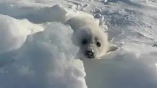 Seal club