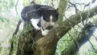 A mindful cat moment .