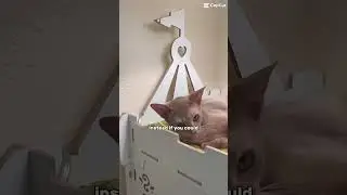 Abyssinian cat 😻#shots #abyssinian #cat #animals #cute #funny