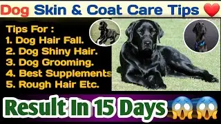 dog skin & coat care || dog hair fall solution || dog के बालों को बनाए चमकदार 😍😍 || Shiny Hairs Dog