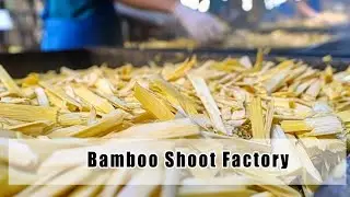Inside a Bamboo Shoot Factory: How Bamboo Shoots Are Processed