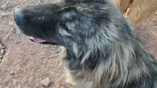 Irish Wolfhounds, Caucasian Ovcharka, aboriginal Tibetan Mastiff, Asian Bear, and Noble Bears