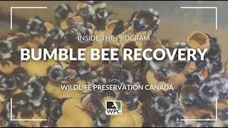 Inside the Program: Bumble Bee Recovery