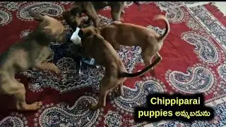 good quality Chippiparai puppies for sale in telugu/6305132272 /aj pets