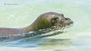 Scientists explore underwater calls of Hawaiian monk seals