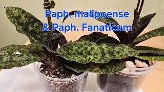 Paph. malipoense & Paph. Fanaticum 麻栗坡兜兰和疯狂兜兰