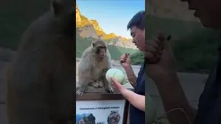 Monkey REFUSES Melon... Until THIS Happens! 🍉🙈😱 #shorts