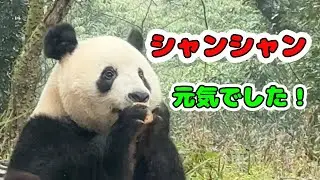 【シャンシャン】シャンシャンめっちゃ元気でした❣️もりもり食べるシャンシャン❣️