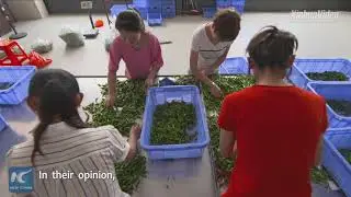 Hunan cuisine: A taste of good harvest