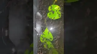 Looks like my Toads had a million tadpoles (Bufotes viridis)